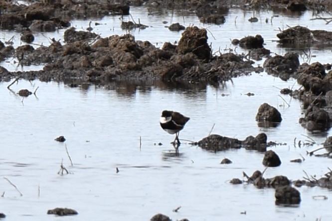 Red-kneed Dotterel - ML647379830