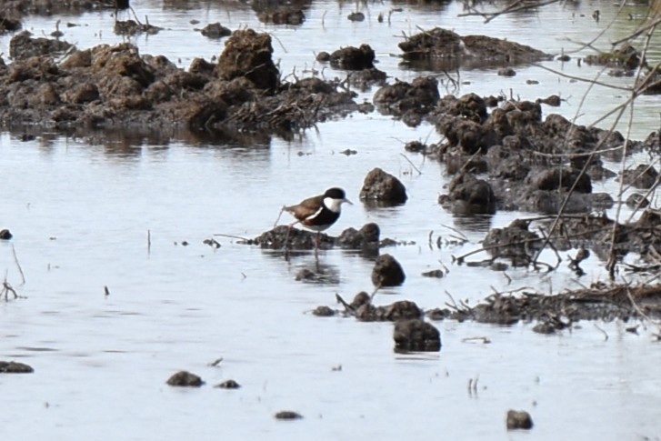 Red-kneed Dotterel - ML647379831