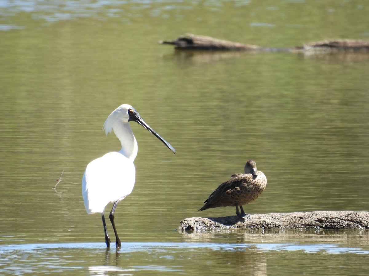 Royal Spoonbill - ML647379832