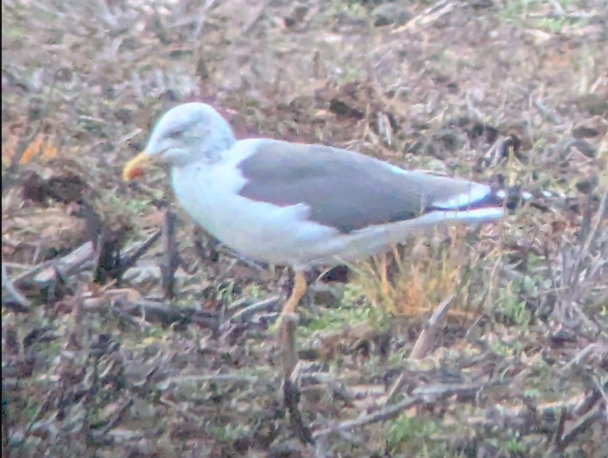 Lesser Black-backed Gull - ML647379837