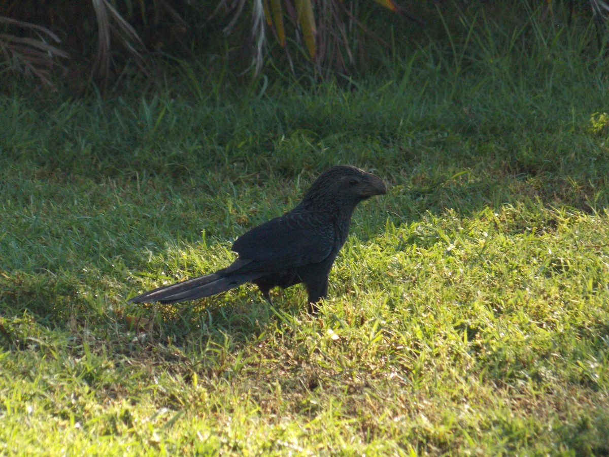 Groove-billed Ani - ML647379848