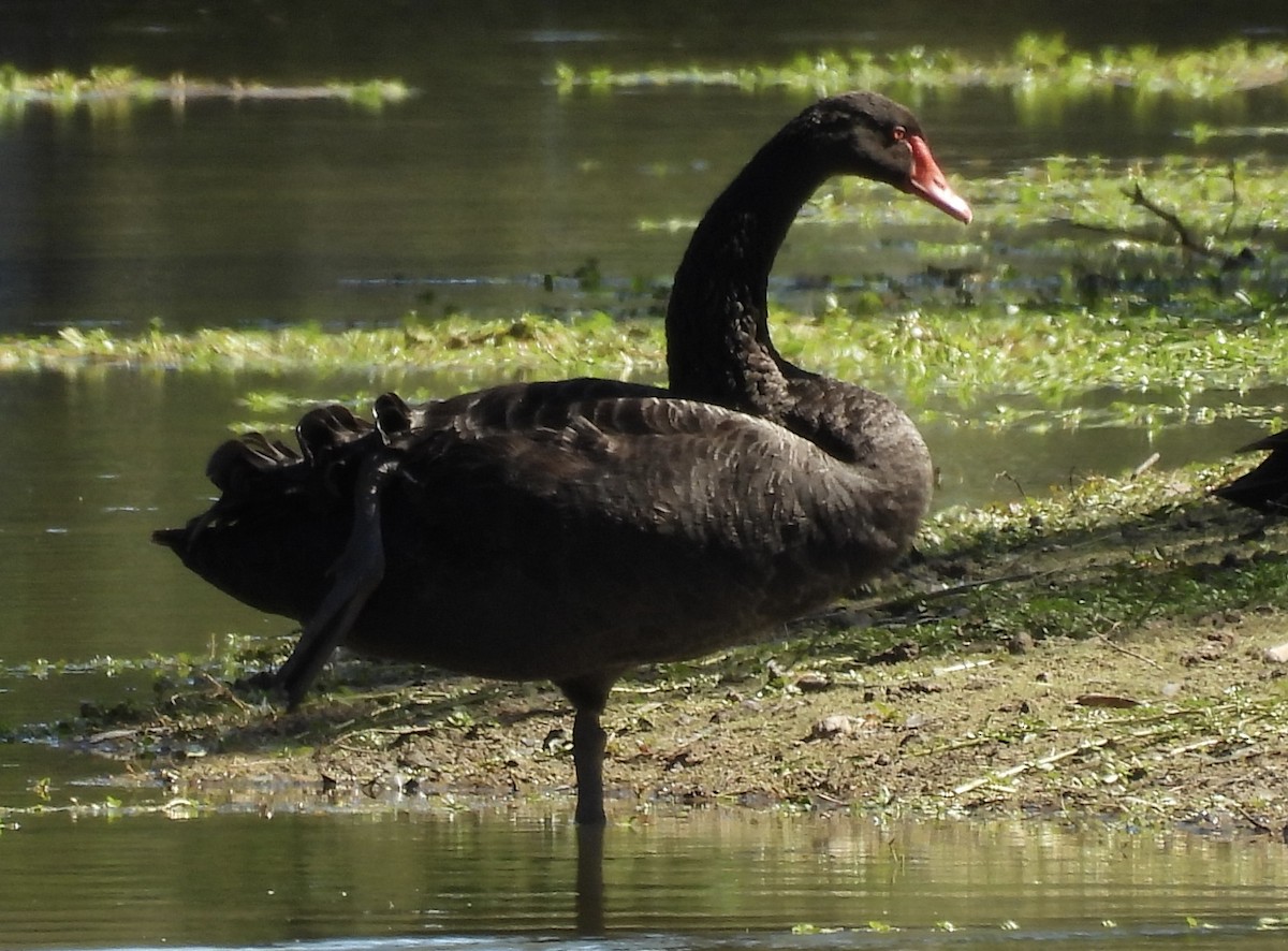 ברבור שחור - ML647379849