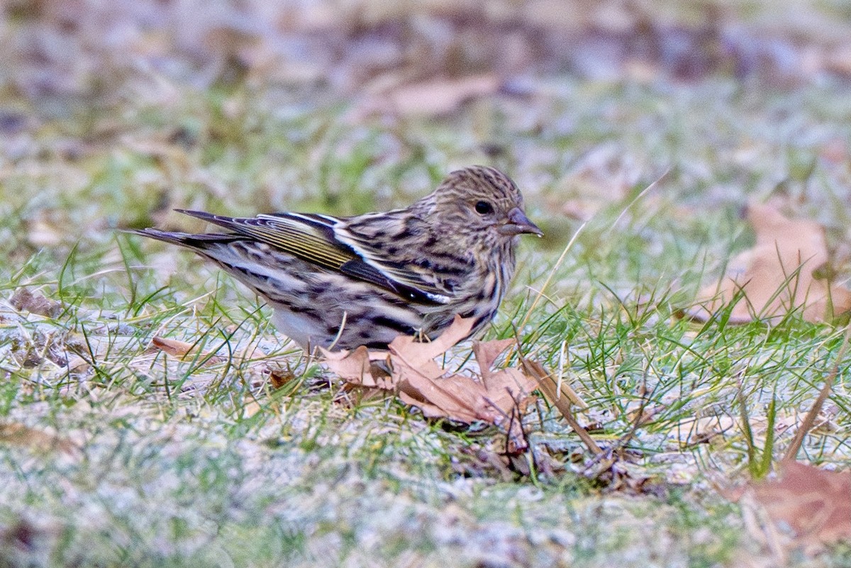 Pine Siskin - ML647379858