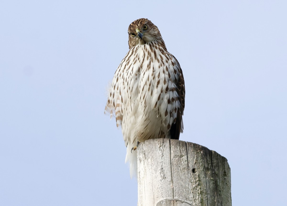 Cooper's Hawk - ML647379860