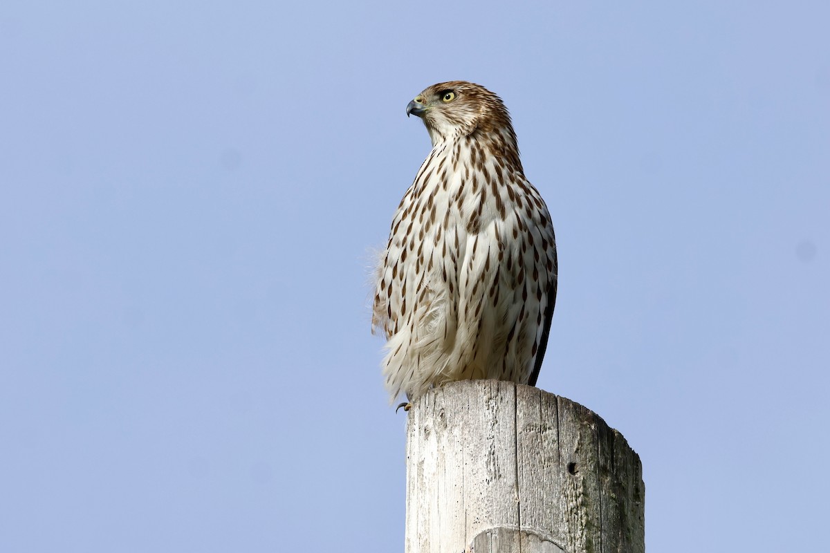 Cooper's Hawk - ML647379861