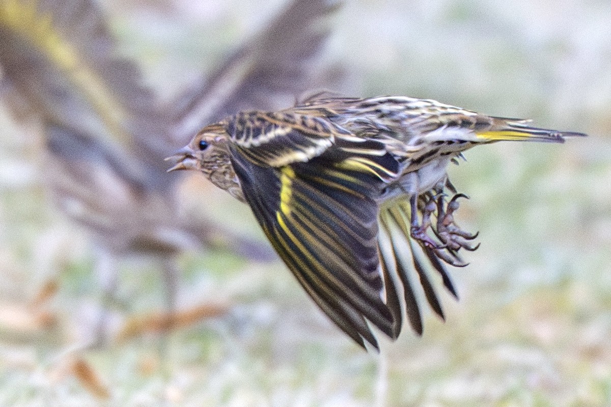 Pine Siskin - ML647379862