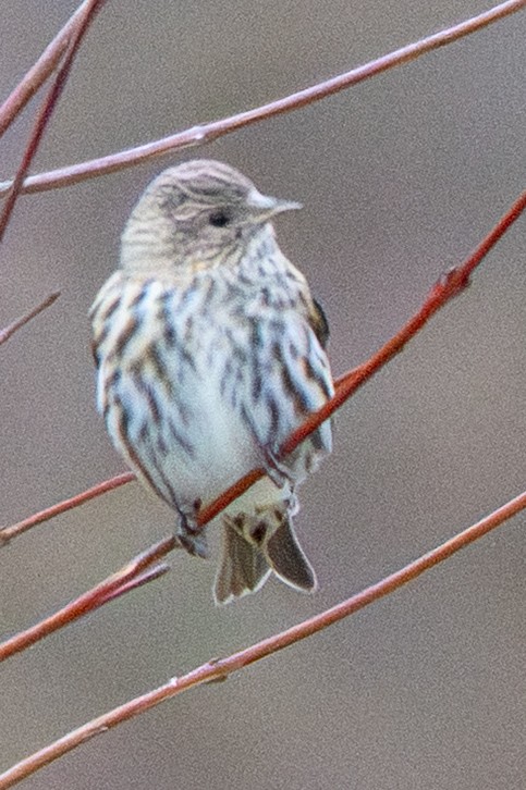 Pine Siskin - ML647379869