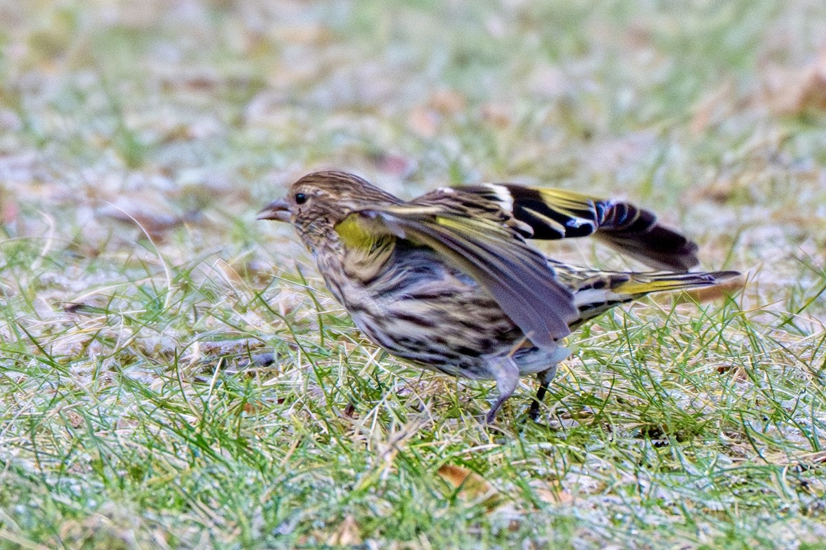 Pine Siskin - ML647379870