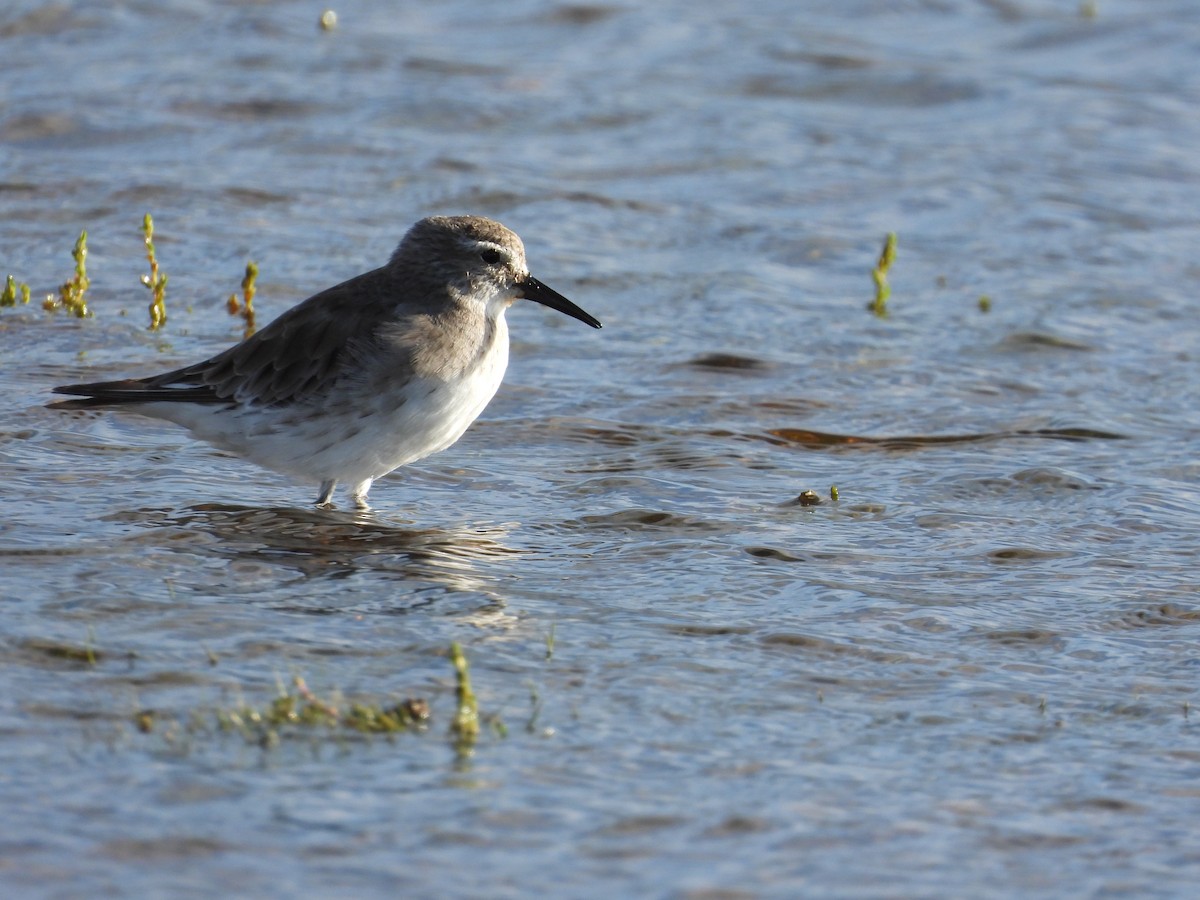 Бонапартов песочник - ML647379873