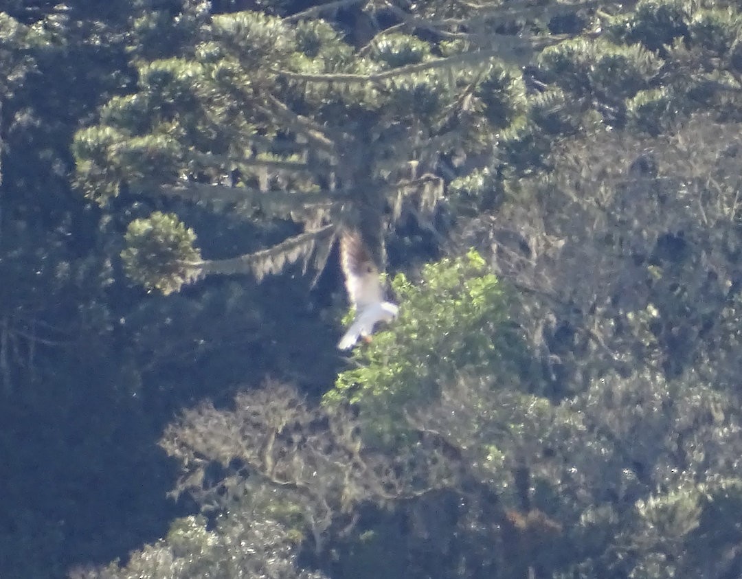 hvitstjertglente - ML647379876