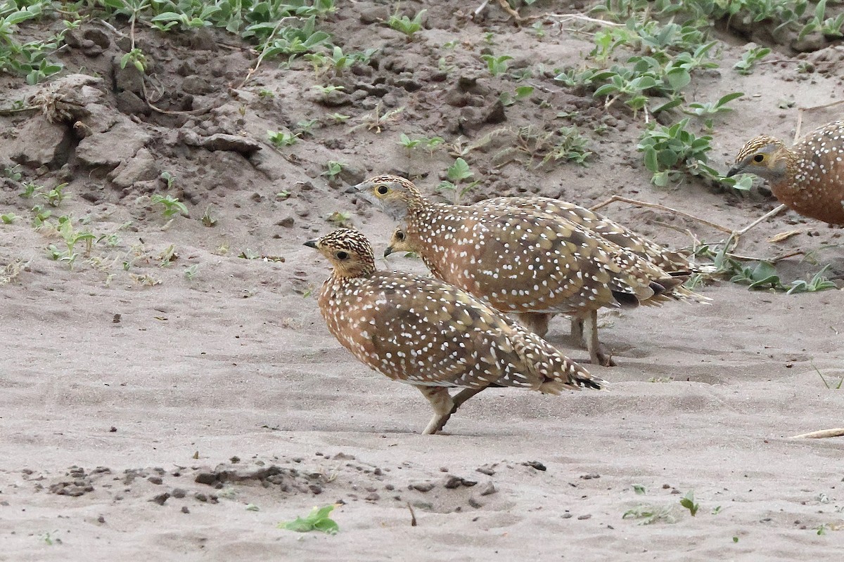 Ganga Goteada - ML647379878