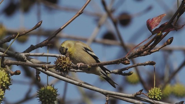 American Goldfinch - ML647379891
