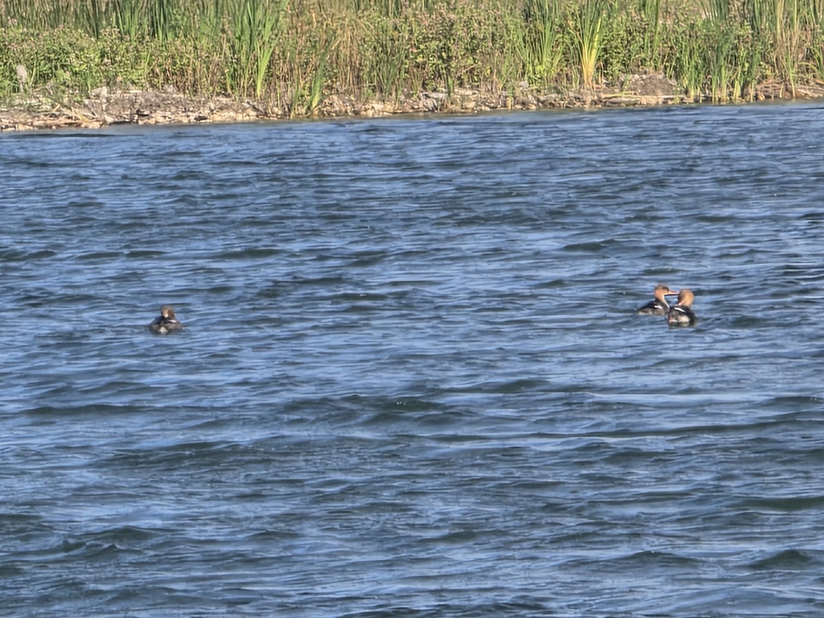 Serreta Mediana - ML647379892