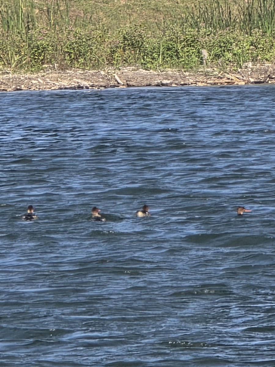 Serreta Mediana - ML647379893