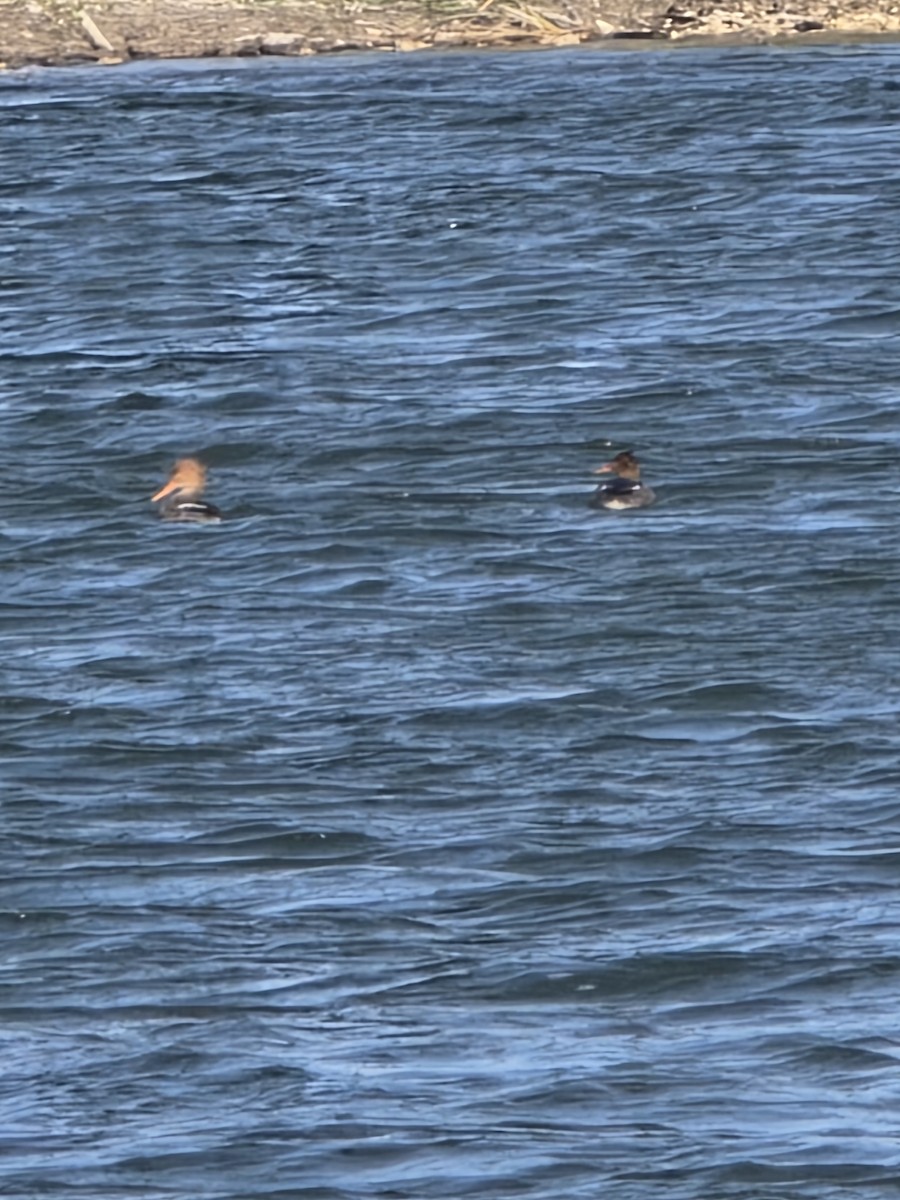 Serreta Mediana - ML647379894