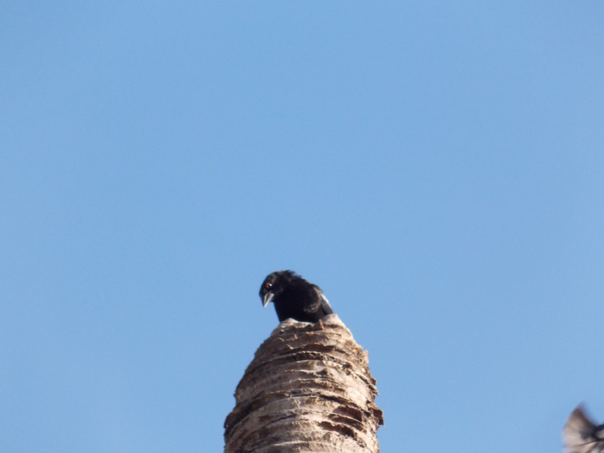 Bronzed Cowbird - ML647379899