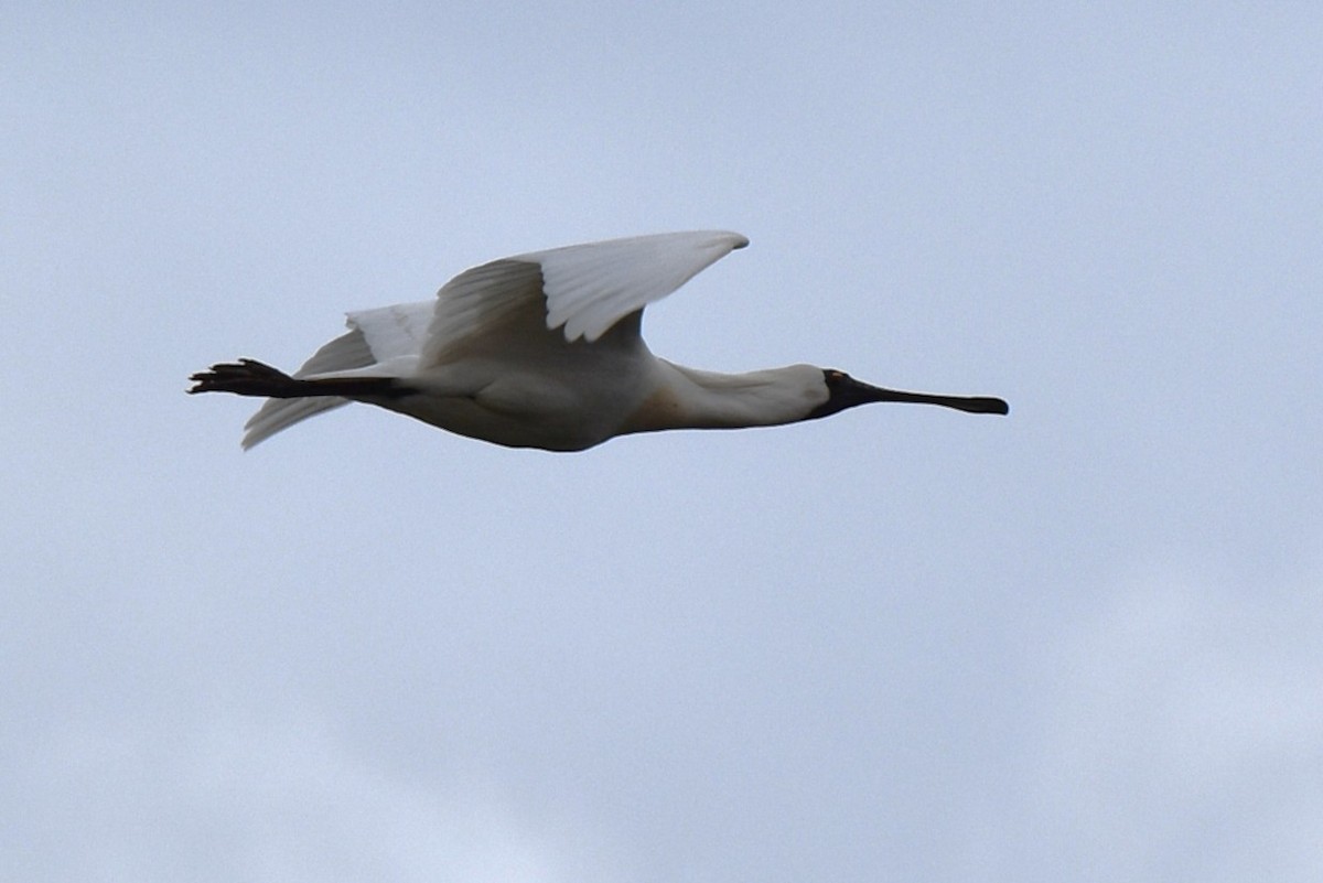 Kara Yüzlü Kaşıkçı - ML647379906