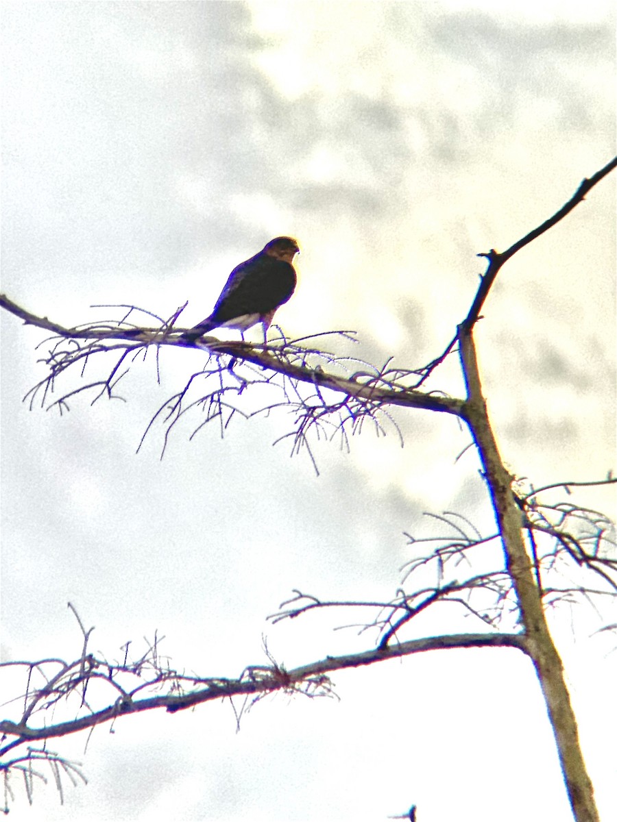 Cooper's Hawk - ML647379909