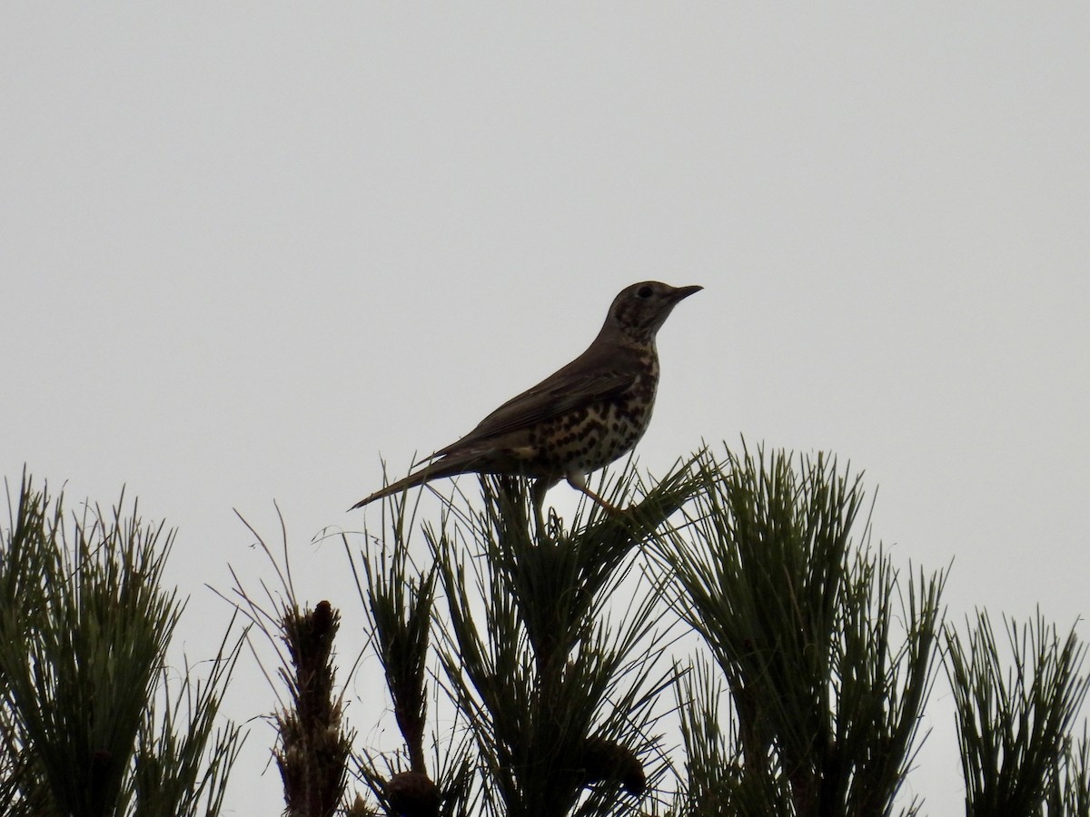 槲鶇 - ML647379910