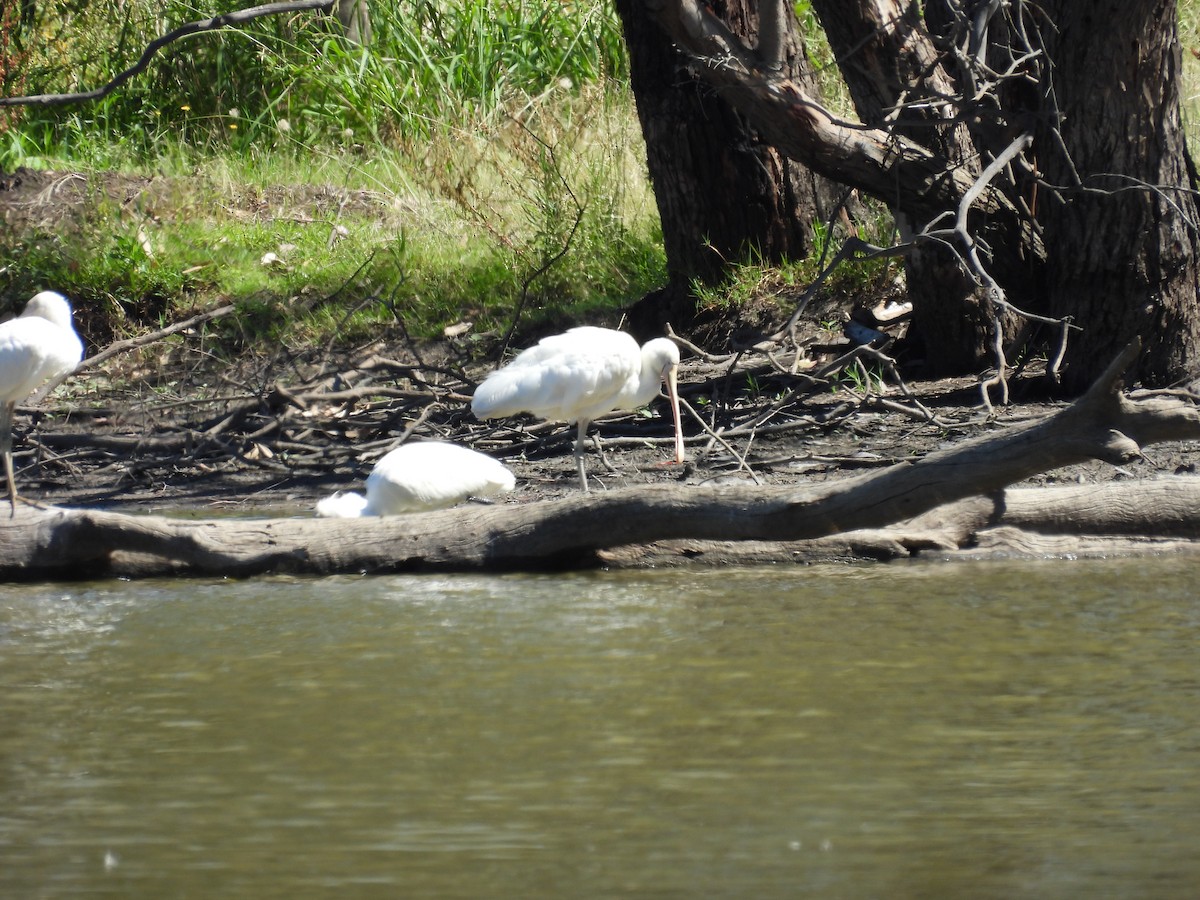 Yellow-billed Spoonbill - ML647379913