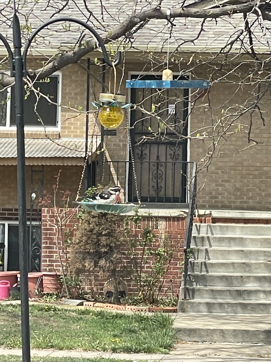 rosenbrysttykknebb - ML647379933