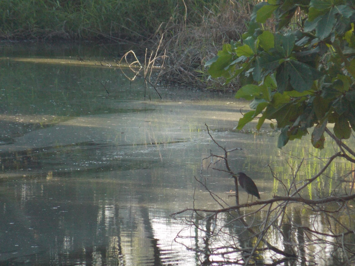 Green Heron - ML647379935