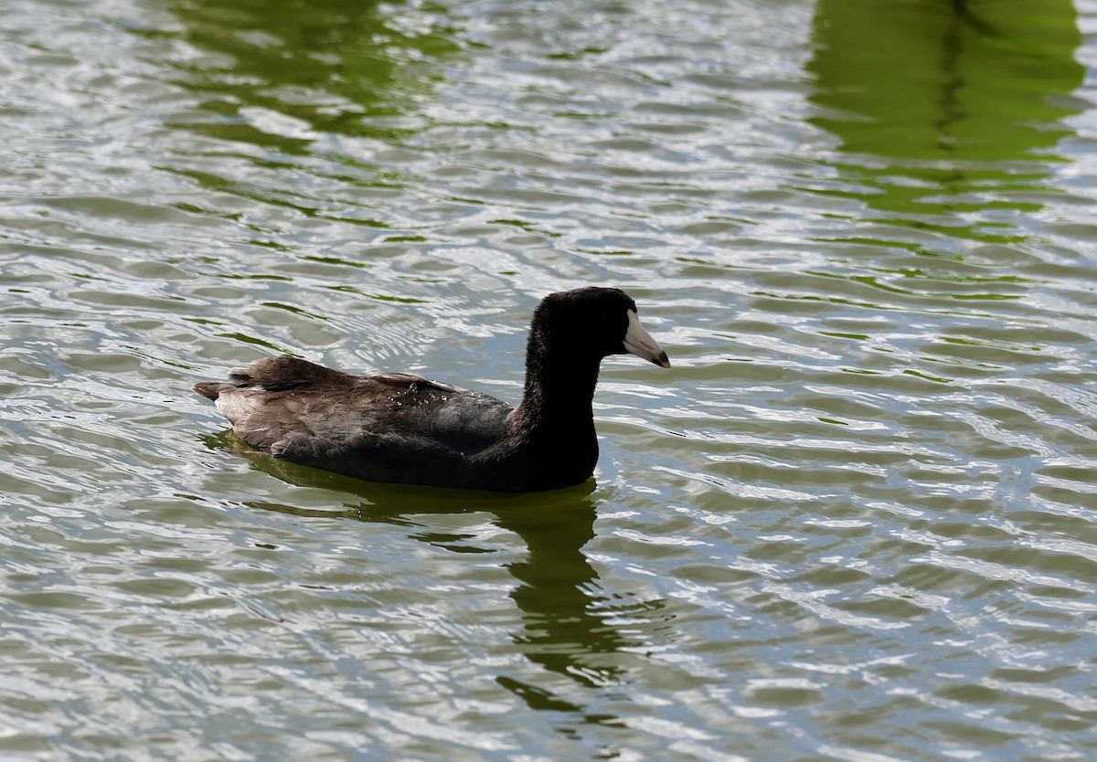 Лиска американська - ML647379943