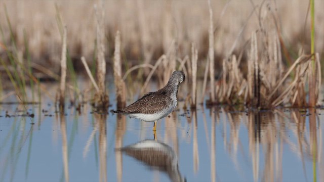 ביצנית עקודה - ML647379947