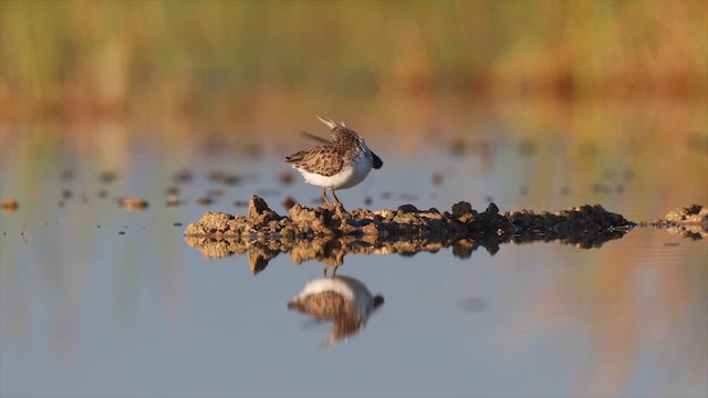 חופית זעירה - ML647379948