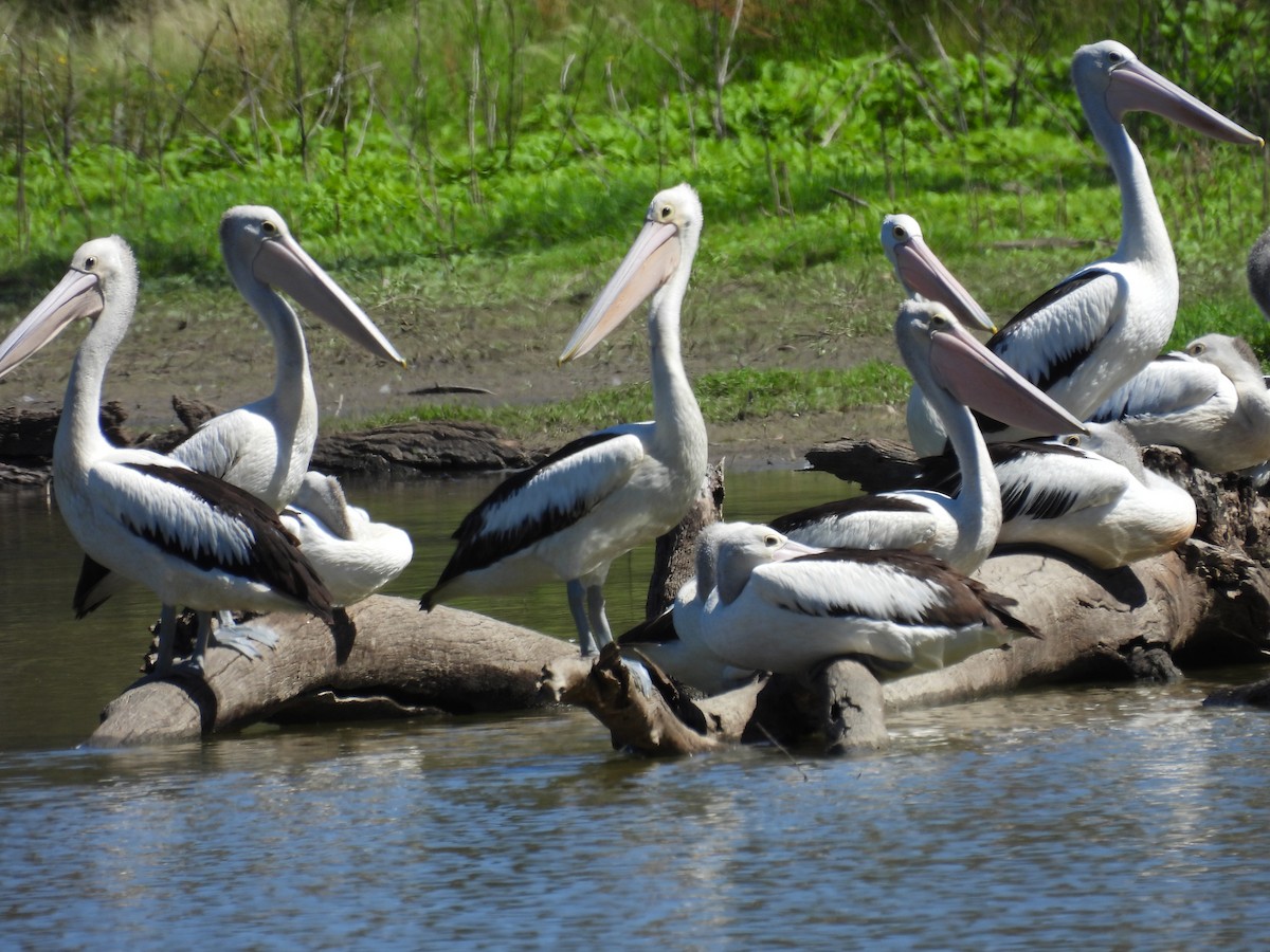 Australian Pelican - ML647379958