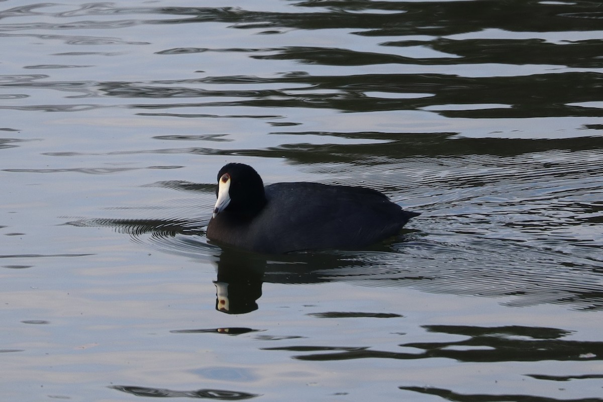 Лиска американська - ML647379985