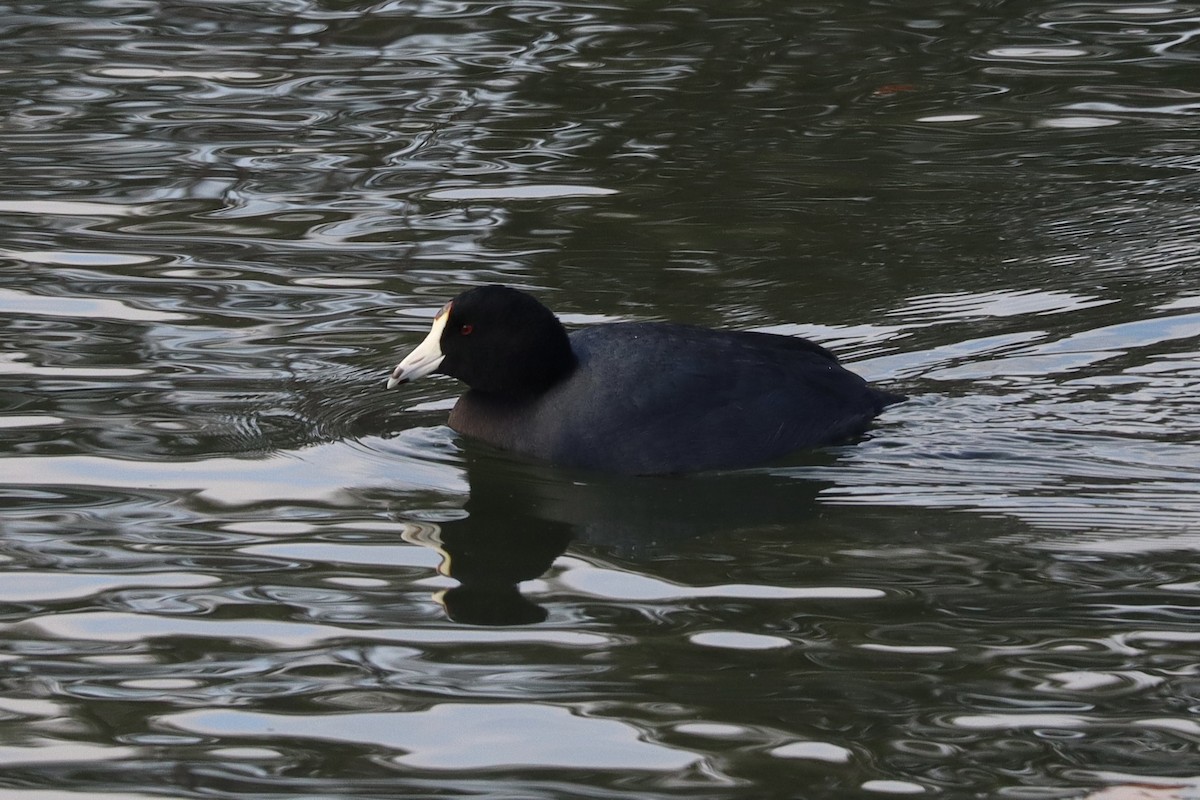 Лиска американська - ML647379986