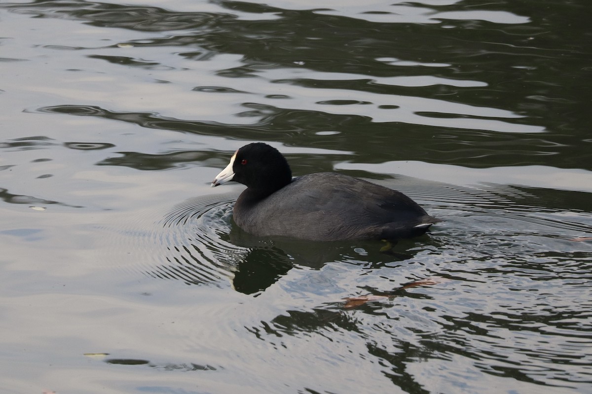 Лиска американська - ML647379987