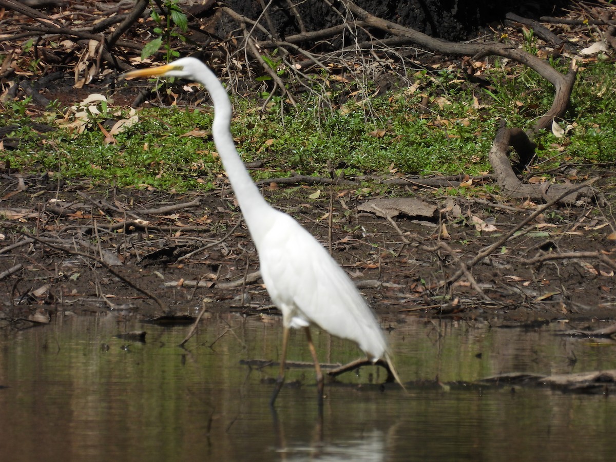 לבנית גדולה - ML647379989