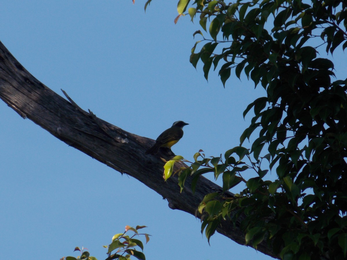 Social Flycatcher - ML647379992