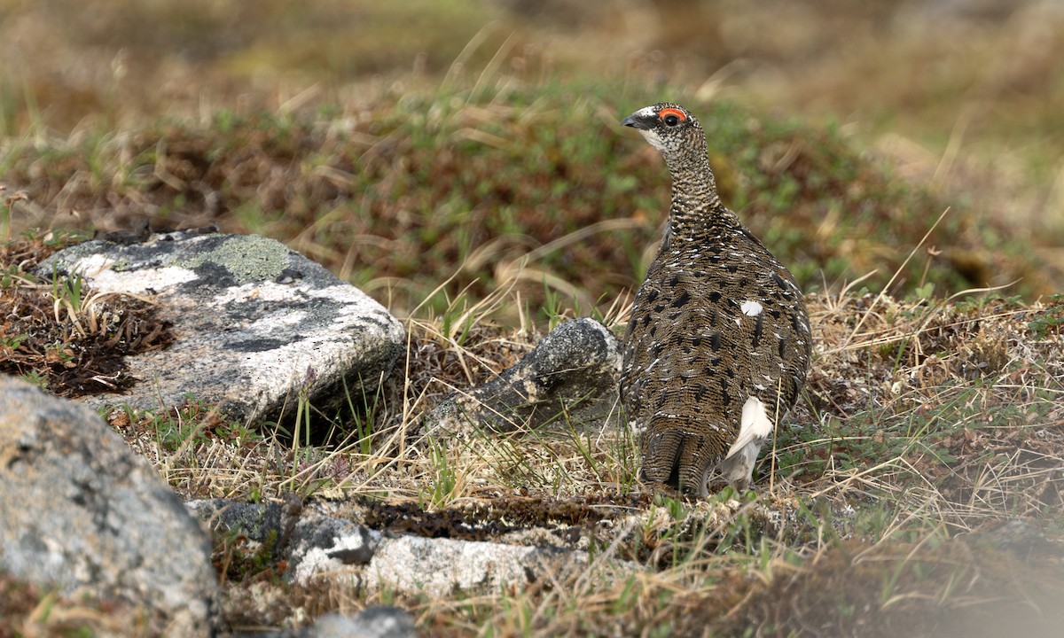 Тундровая куропатка - ML647380000