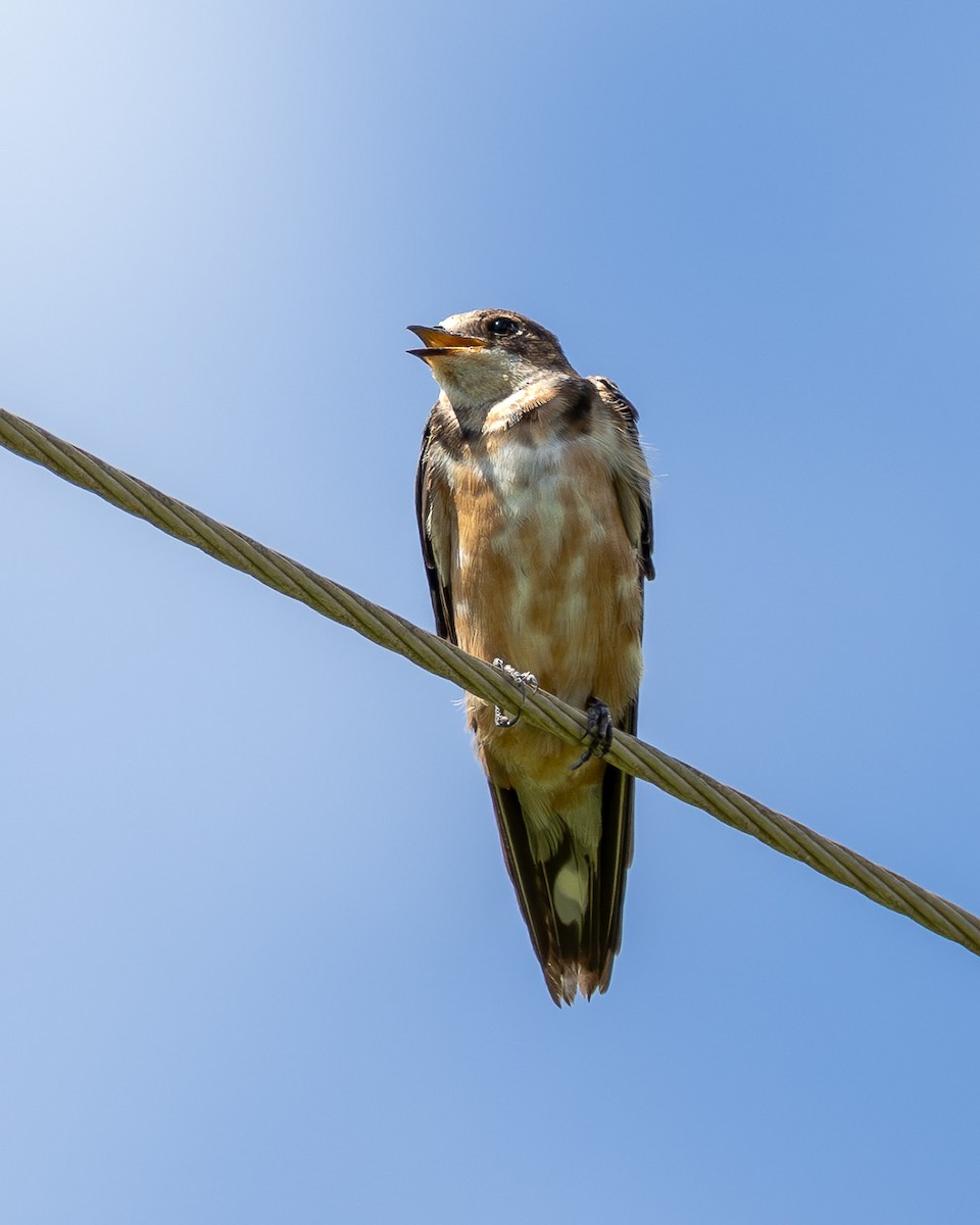 Ластівка сільська - ML647380001