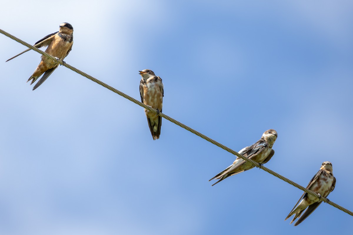 Ластівка сільська - ML647380004