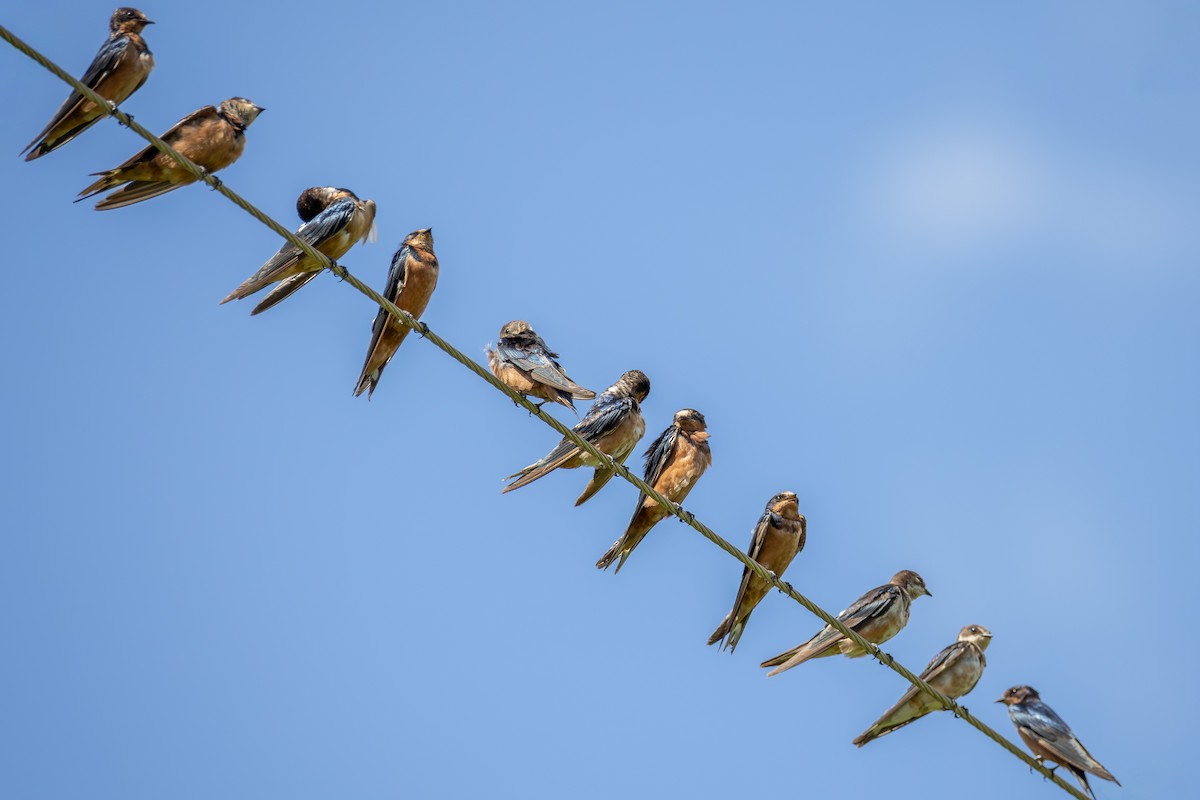 Ластівка сільська - ML647380005