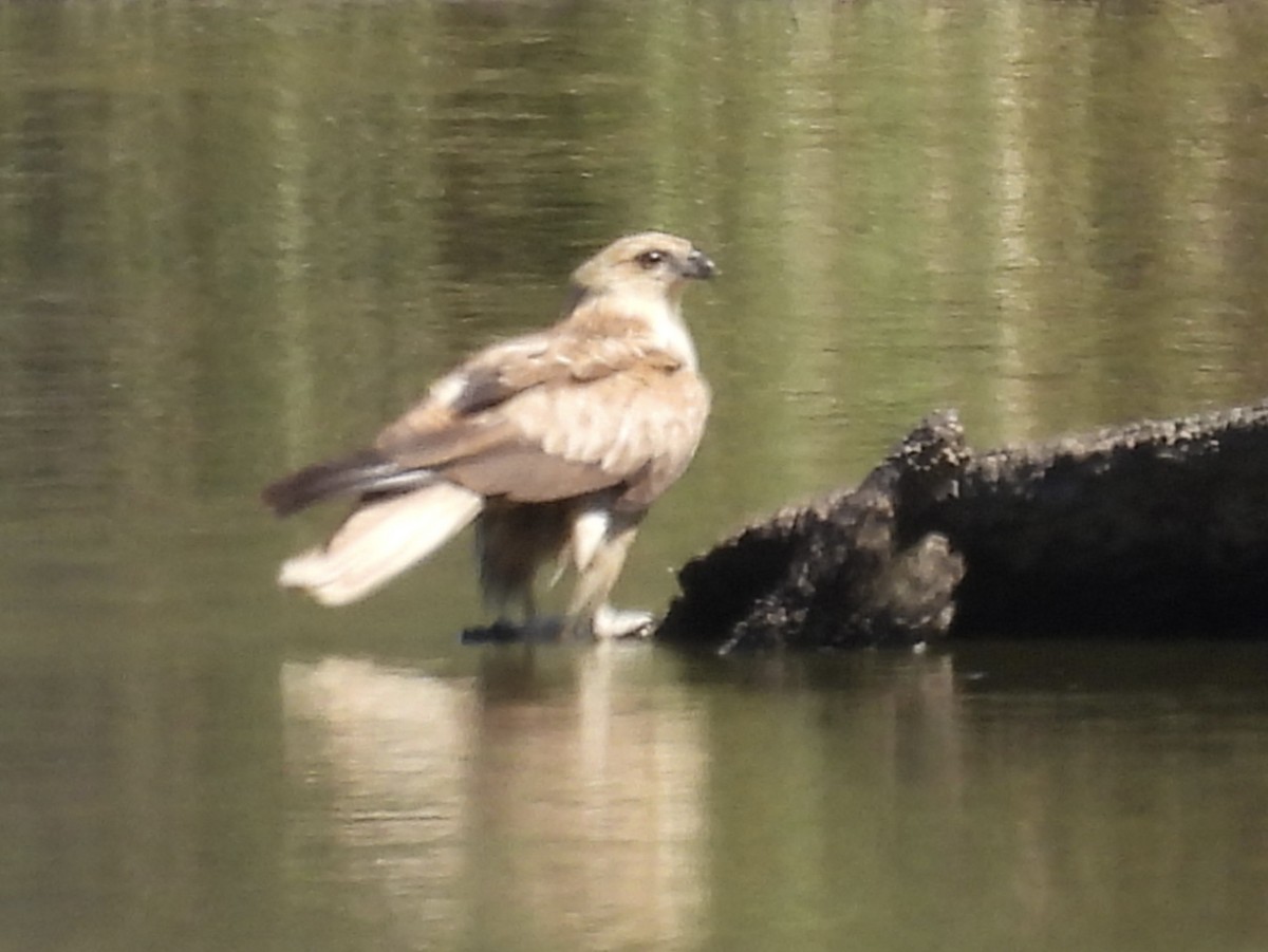 Whistling Kite - ML647380015