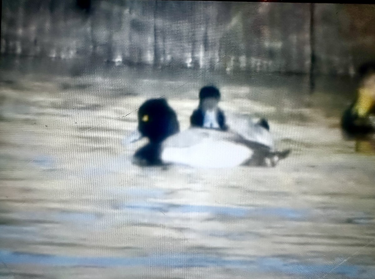 Lesser Scaup - ML647380029