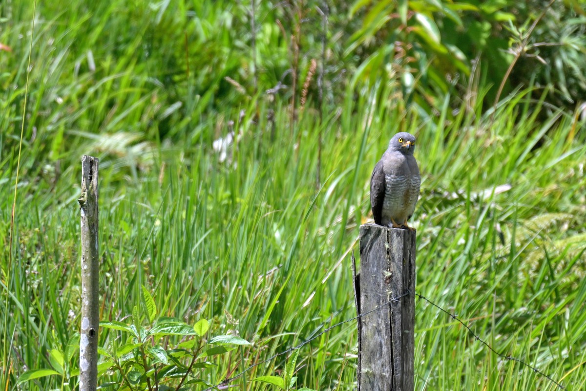 Roadside Hawk - ML647380035