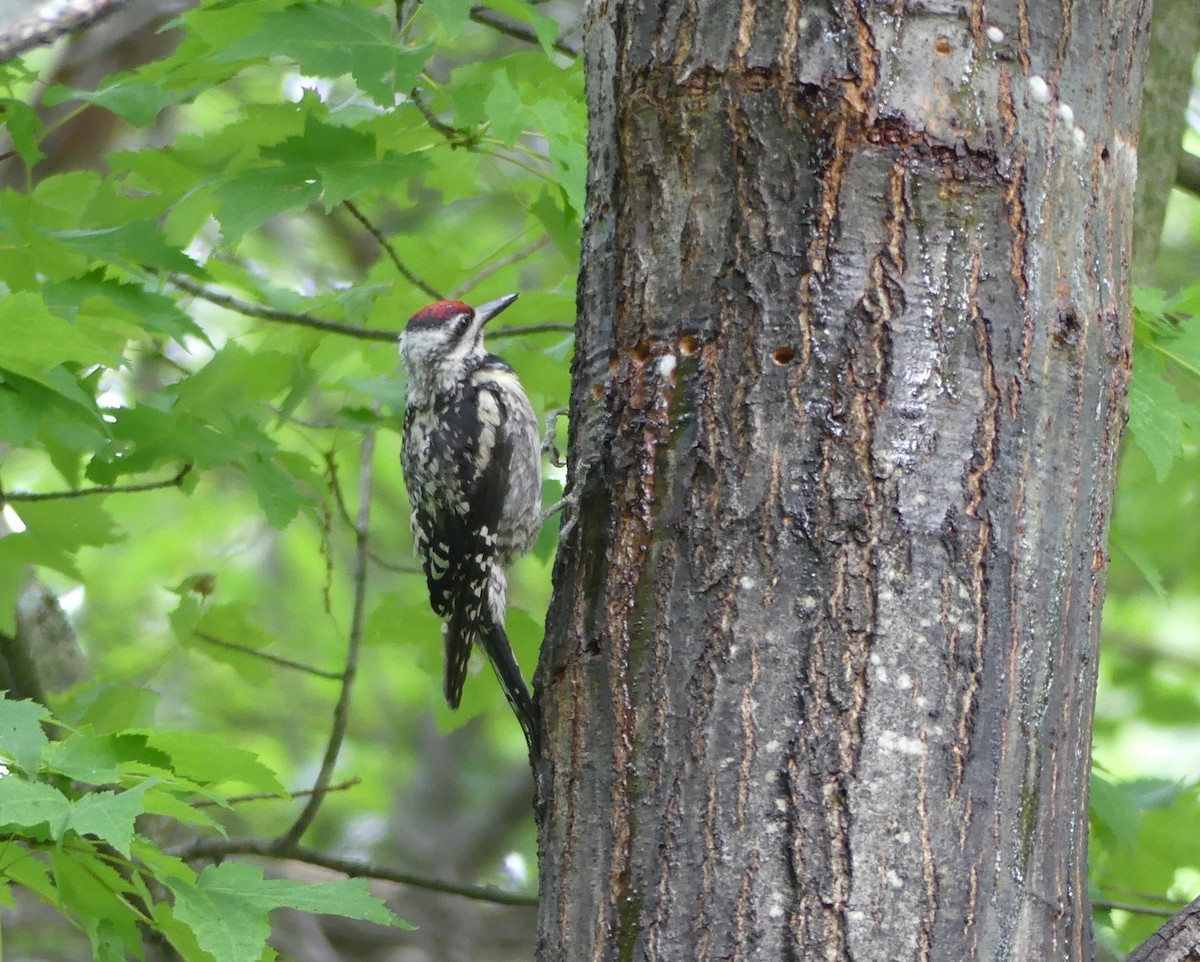 kanadasevjespett - ML647380036