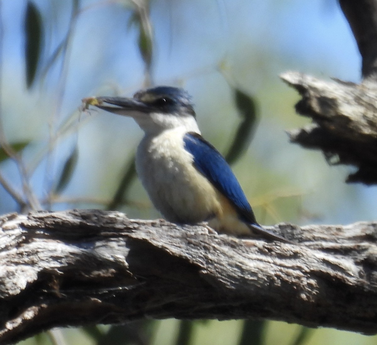 Sacred Kingfisher - ML647380040