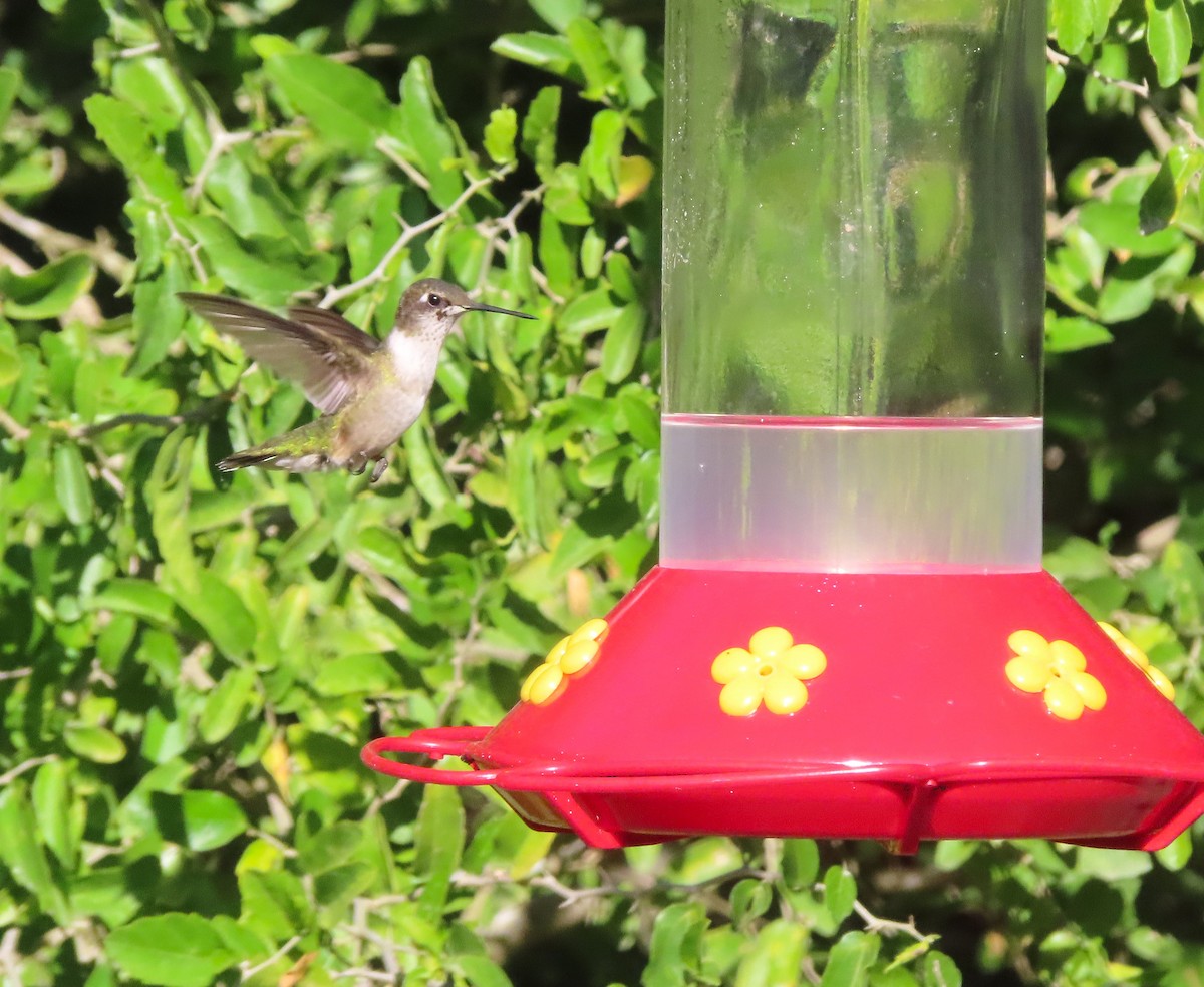 Ruby-throated Hummingbird - ML647380046
