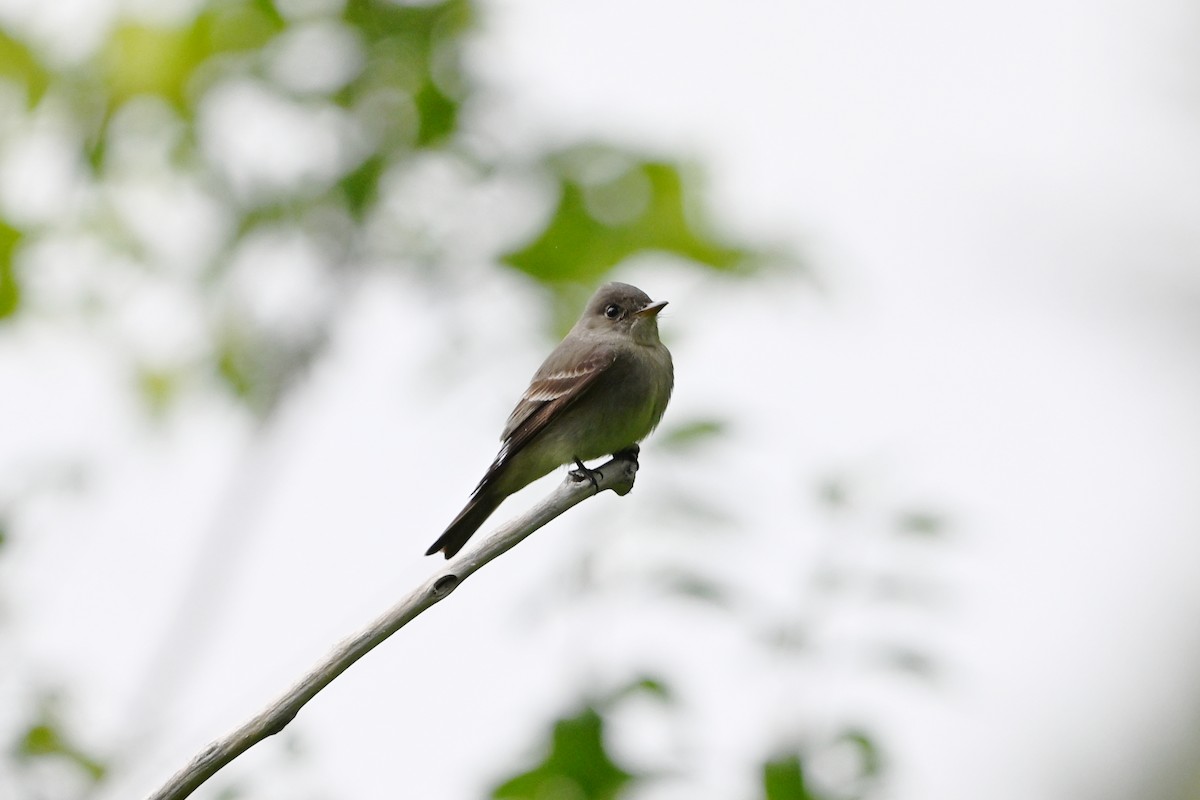 Eastern Wood-Pewee - ML647380079