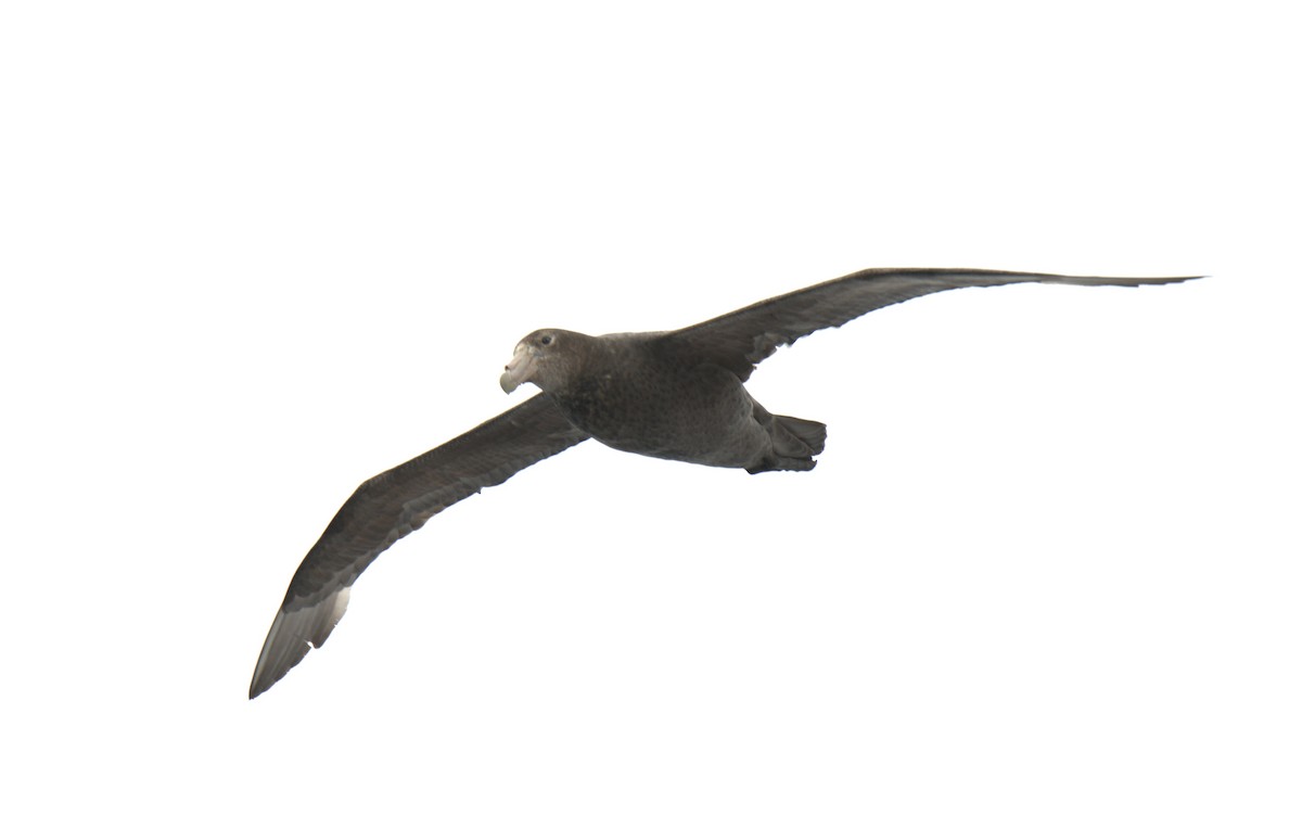 Southern Royal Albatross - ML647380083