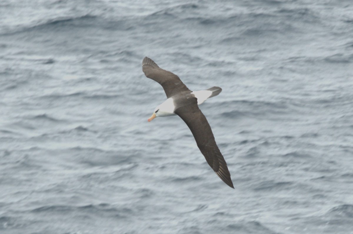 Black-browed Albatross - ML647380091