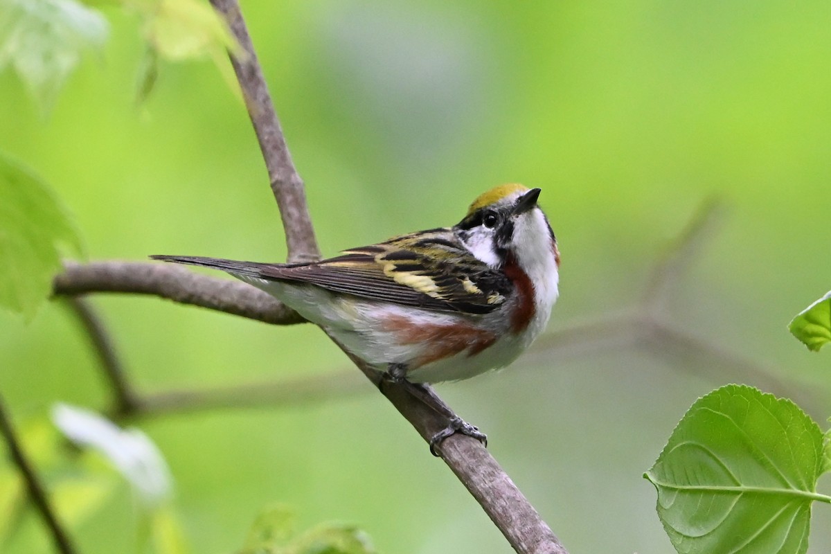 lesňáček rezavoboký - ML647380092