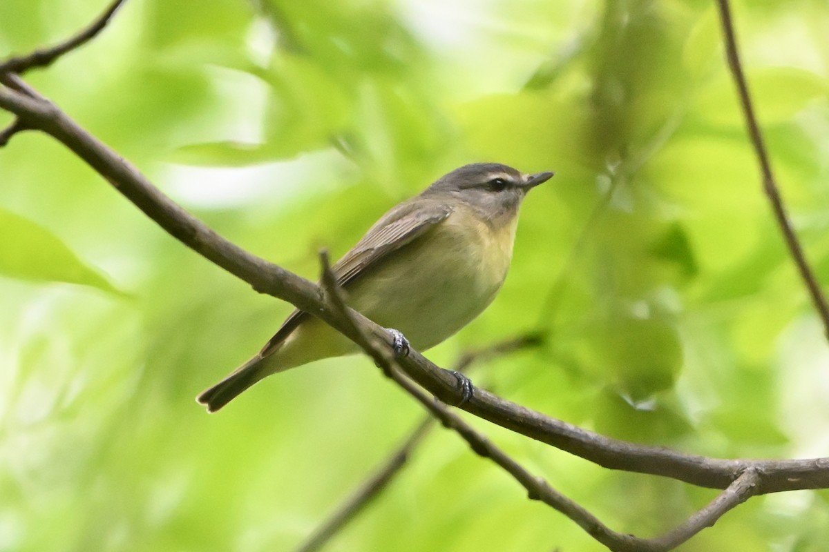 Bireo filadelfiarra - ML647380093